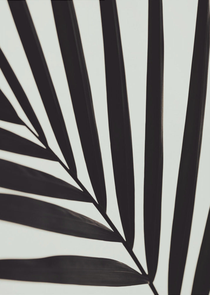 Graphic palm leaf_1 | Poster
