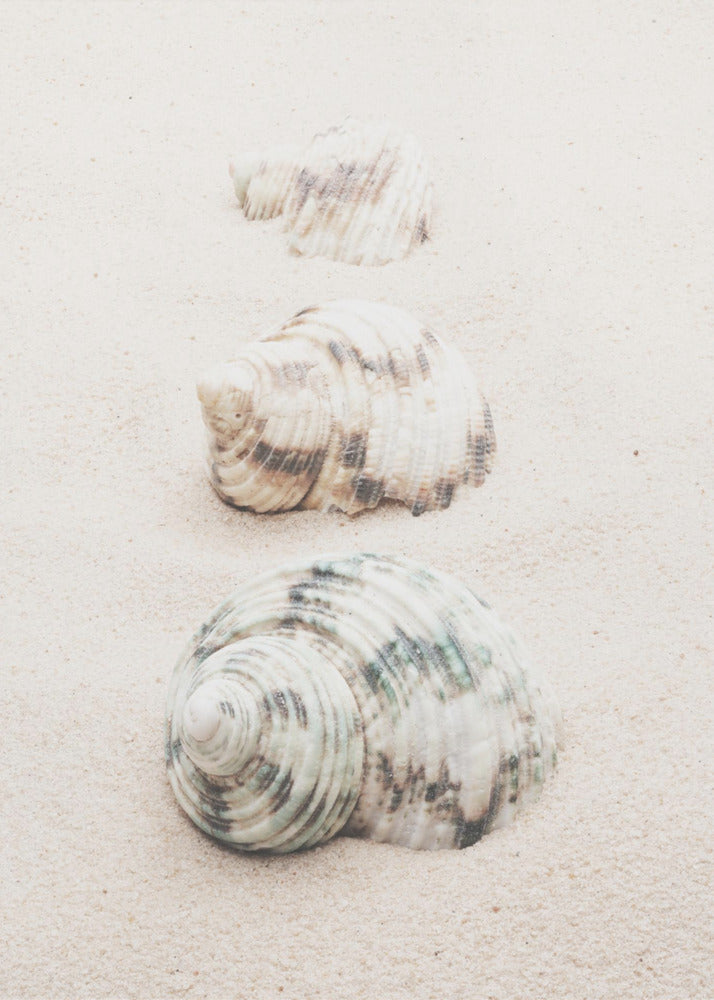 Shells | Canvas