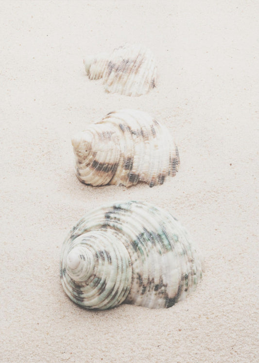 Shells | Canvas
