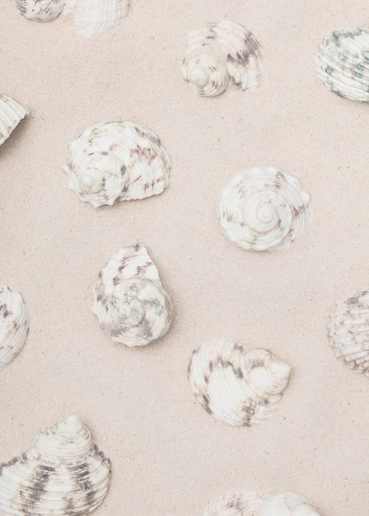 Shells_2 | Canvas