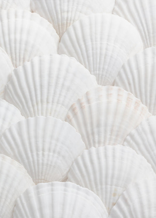 Shells_3 | Canvas