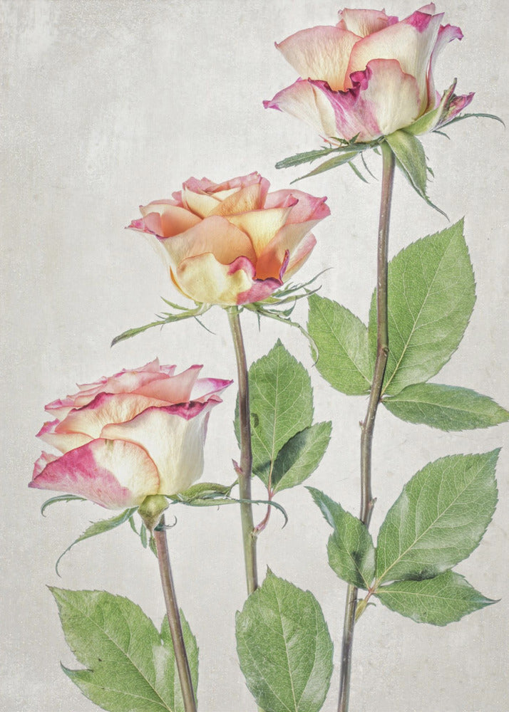 Roses | Poster
