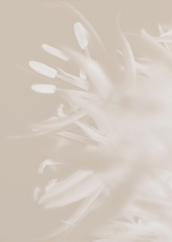 Flower Beige_1 | Poster