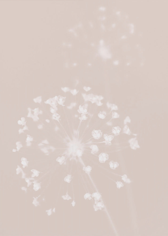 Dried Flower Pink | Poster