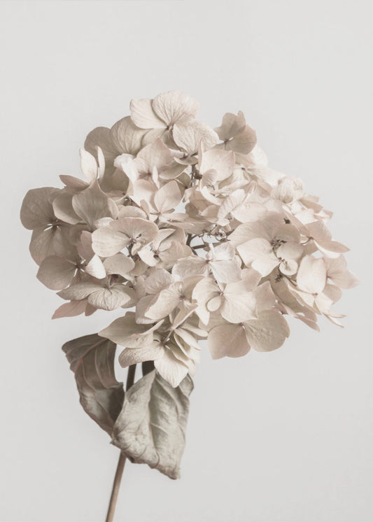 Beige dried flower | Canvas