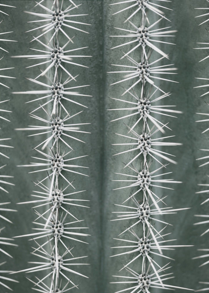 Cactus green | Poster