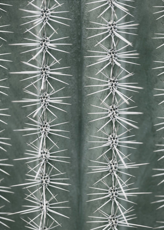 Cactus green | Canvas