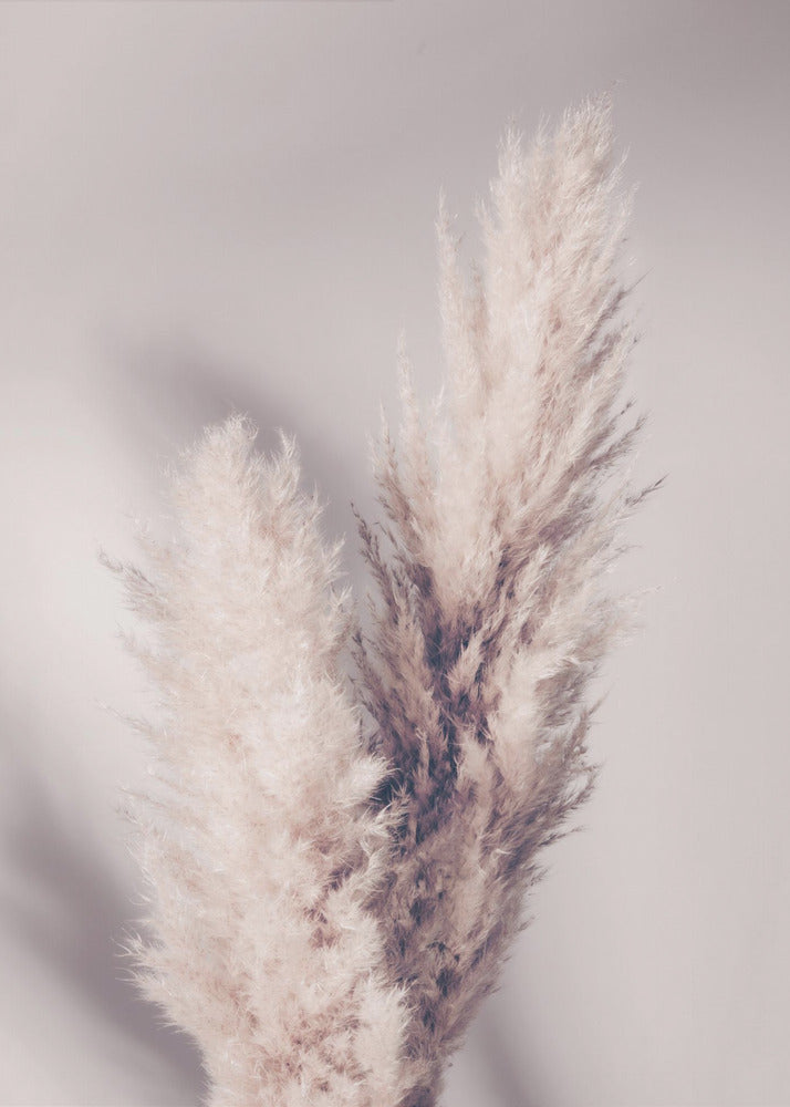 Pampas Grass | Canvas