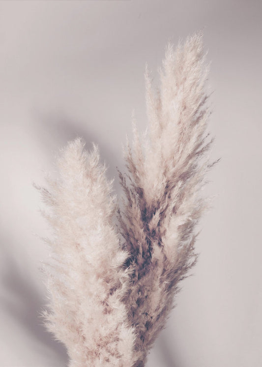 Pampas Grass | Canvas
