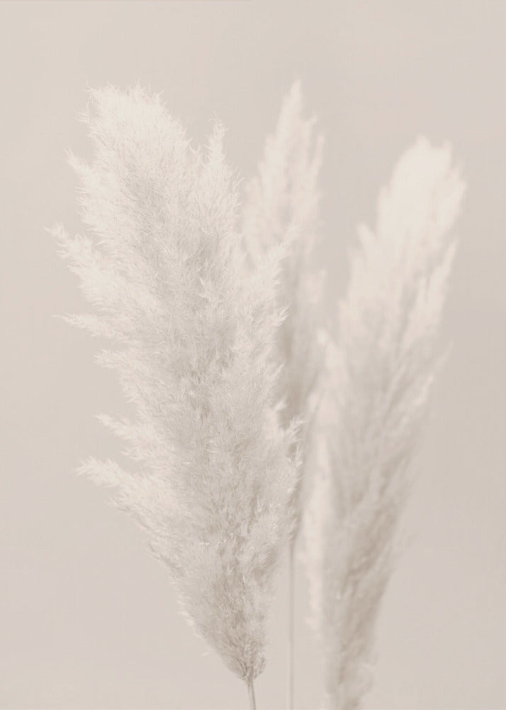 Pampas Grass_002 | Canvas