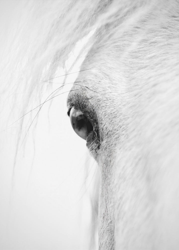 Hose eye | Canvas