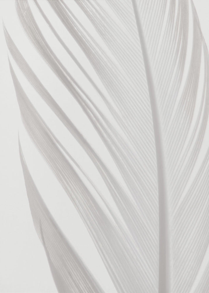 Feather_006 | Canvas