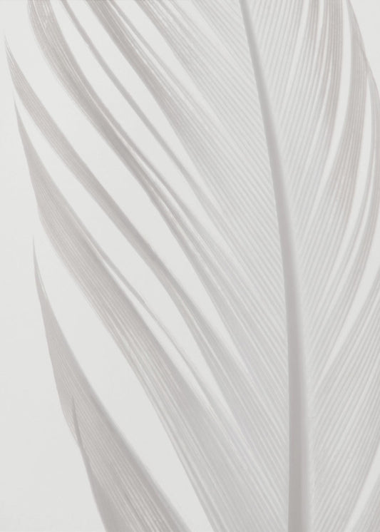 Feather_006 | Canvas