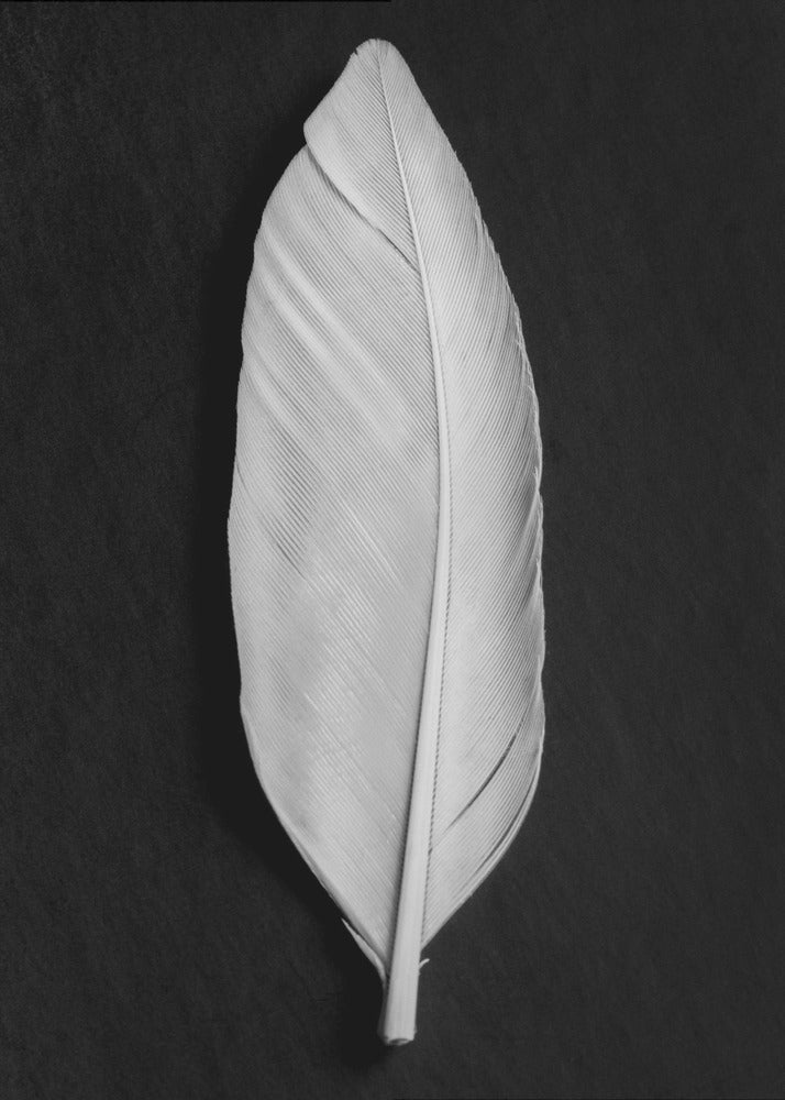 Feather_008 | Poster