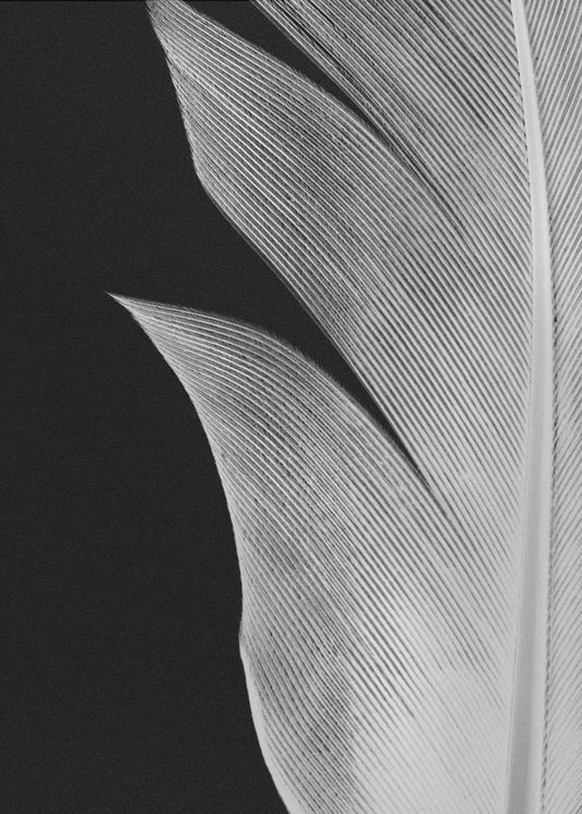 Feather_005 | Poster