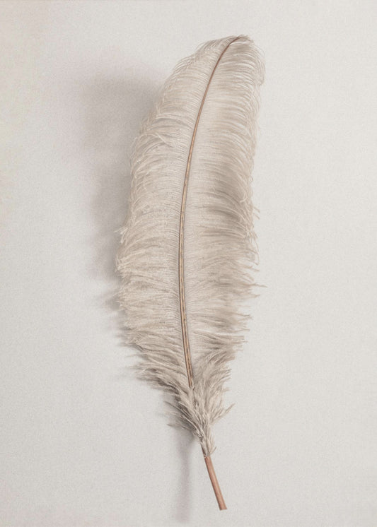 Feather_002 | Canvas