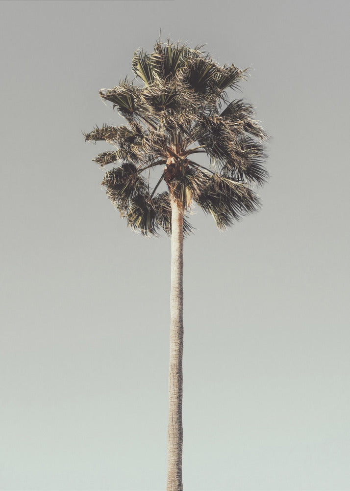 Palm_001 | Poster