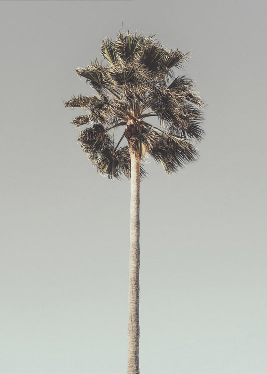 Palm_001 | Canvas