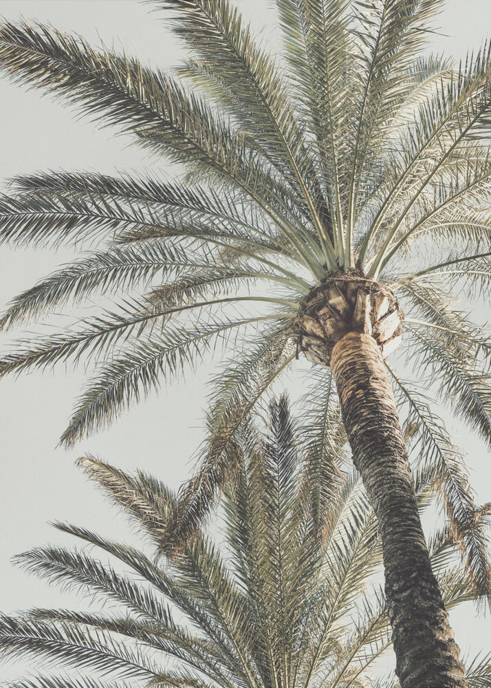 Palm_005 | Canvas