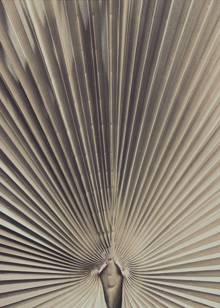 Palmblad_001 | Canvas