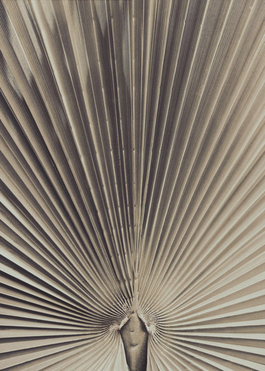 Palmblad_001 | Canvas