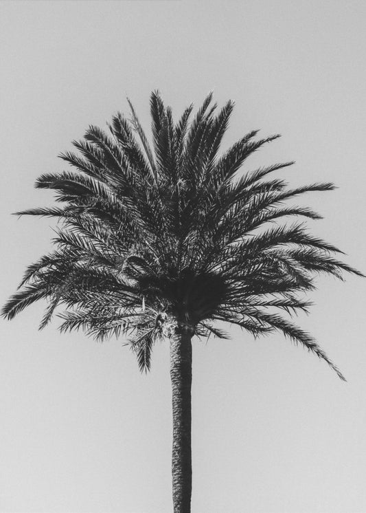 Palm_003 | Canvas