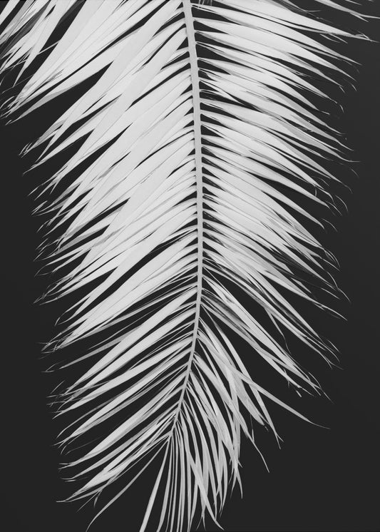 Palmblad_004 | Canvas