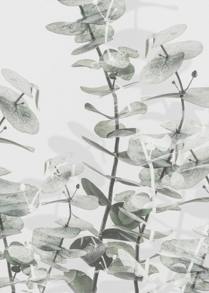 Eucalyptus_001 | Canvas