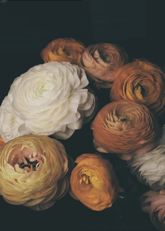 Ranunculus | Canvas