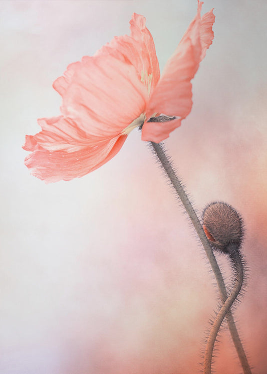 Tenderness | Poster