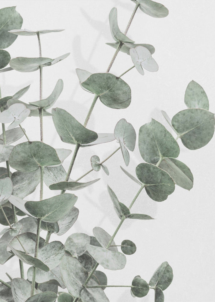 Eucalyptus_003 | Poster