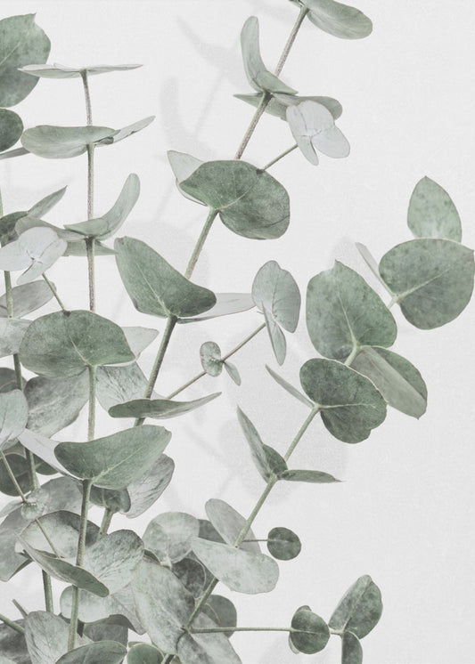 Eucalyptus_003 | Canvas