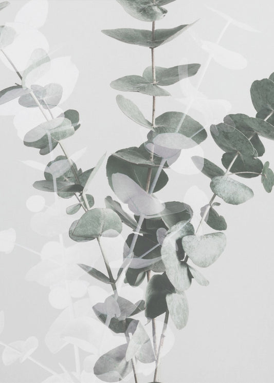 Eucalyptus_002 | Canvas