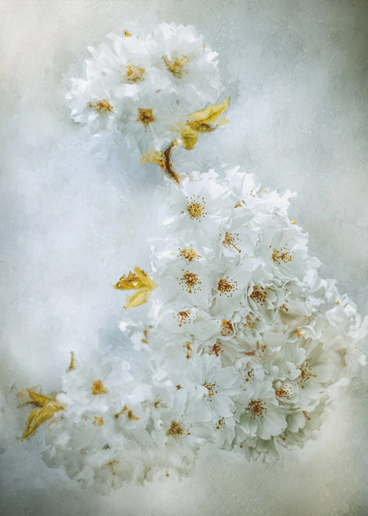 Cherry blossoms | Canvas