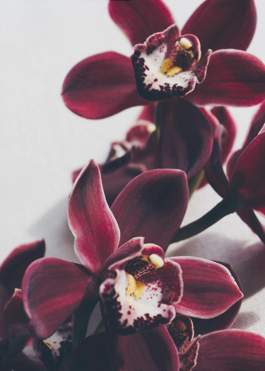 Velvet Orchid Twilight | Poster