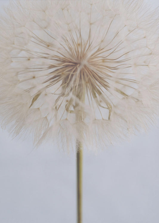 Delicate Dandelion | Canvas