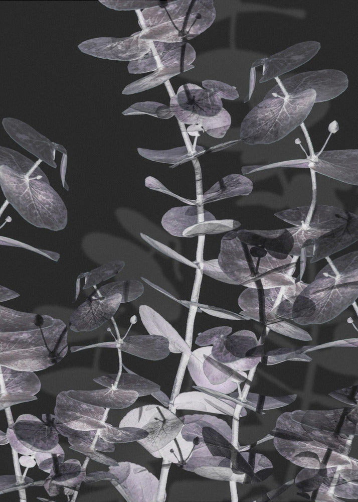 Eucalyptus_Negative_002 | Poster