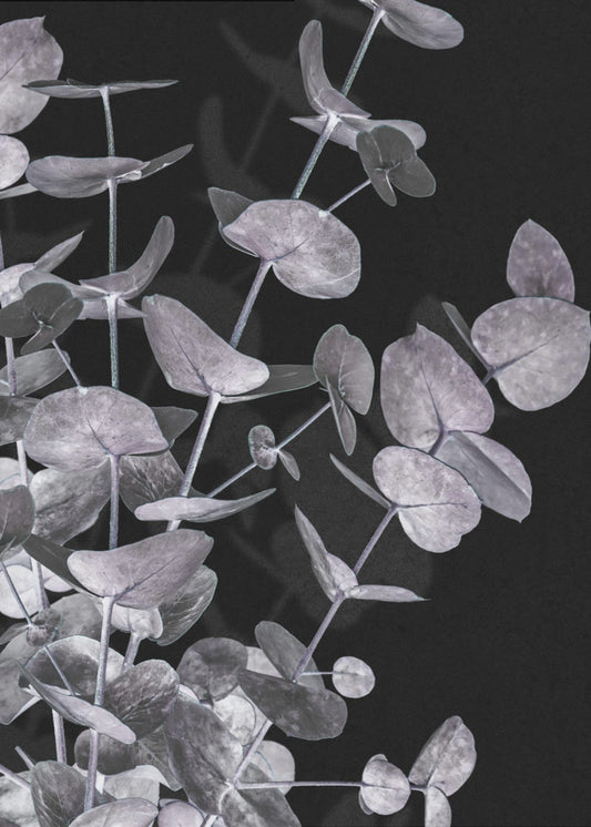 Eucalyptus_Negative_003 | Poster