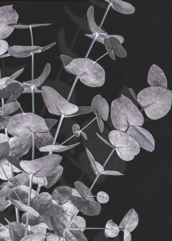 Eucalyptus_Negative_003 | Canvas