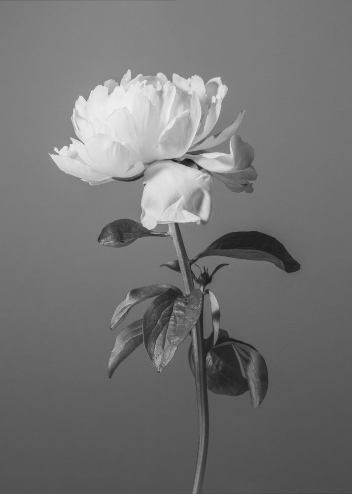 Peony BW | Canvas