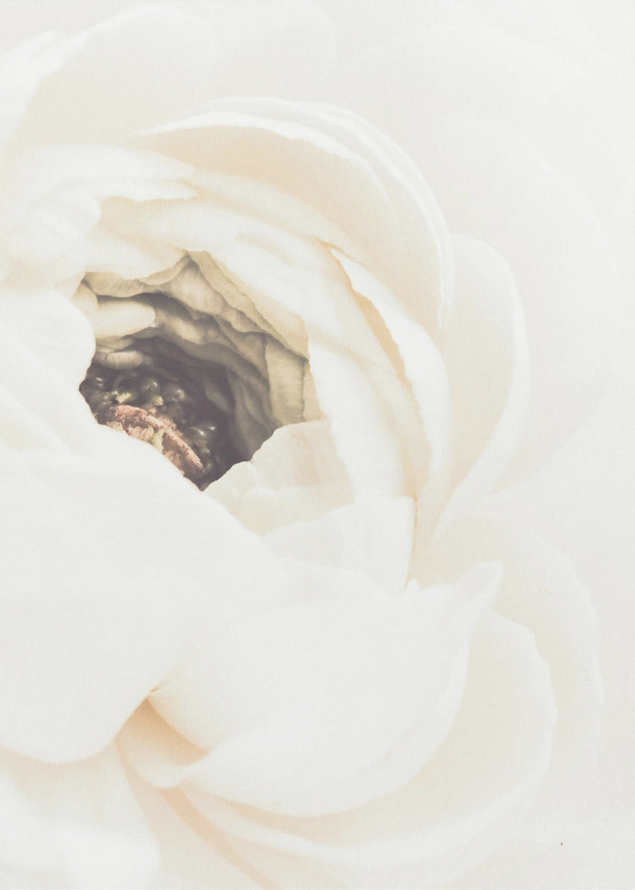 White Flower 01 | Canvas