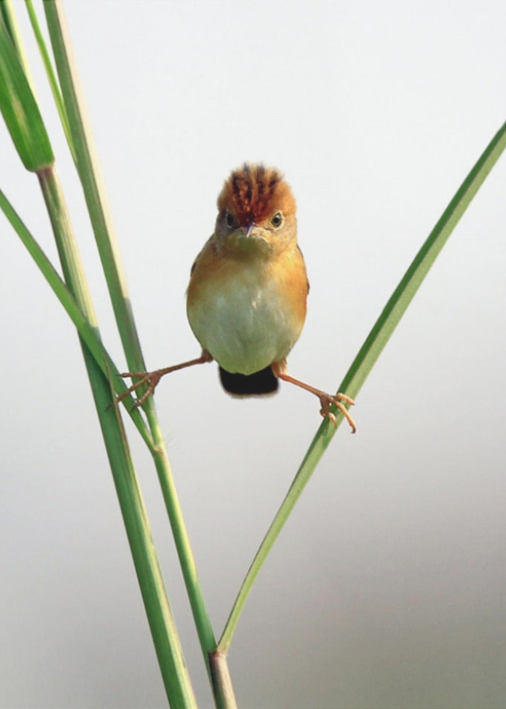 Kung Fu Master | Canvas