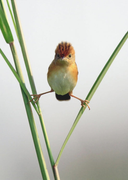 Kung Fu Master | Canvas