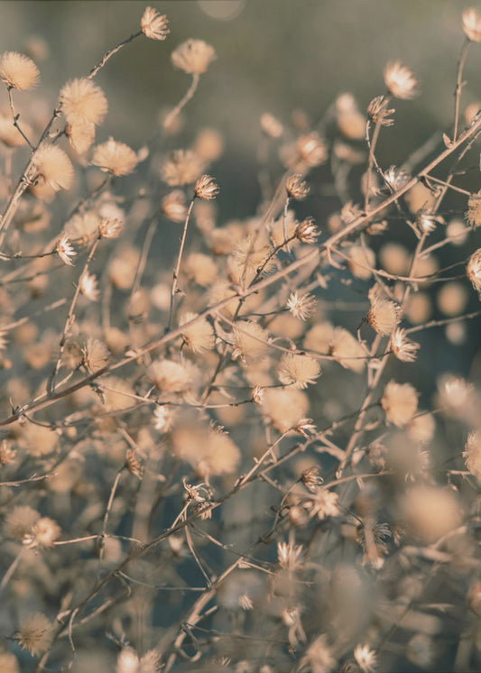 Beach flowers_003 | Canvas