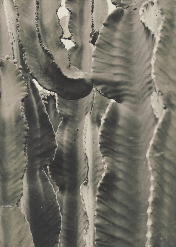Cactus_002 | Canvas