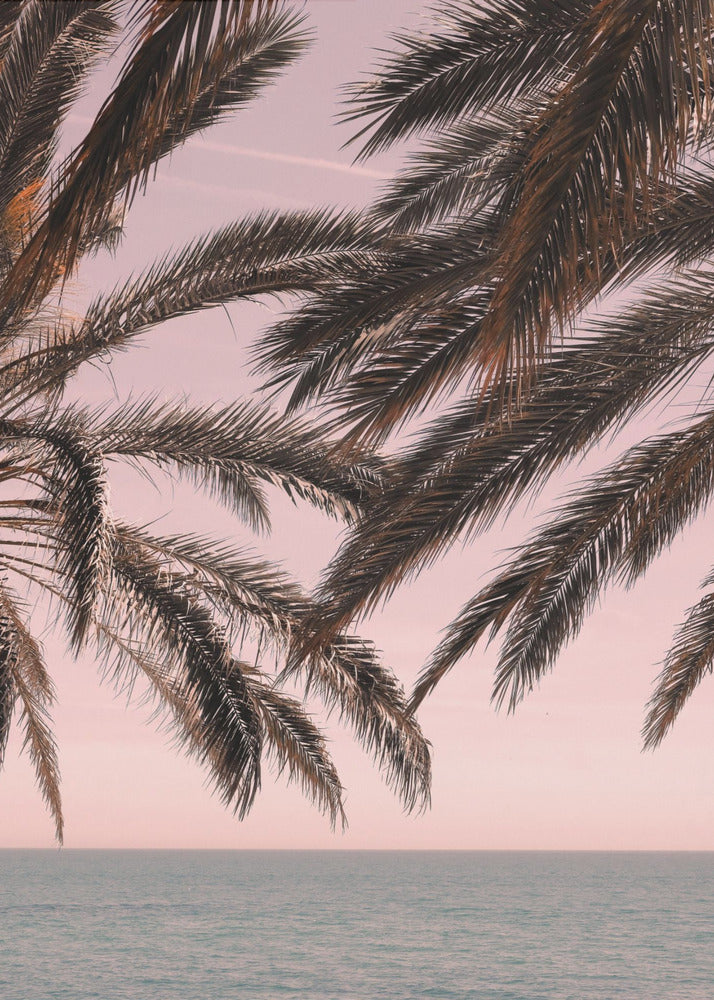 Palm_011 | Canvas