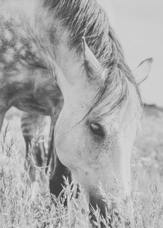 stallion | Poster