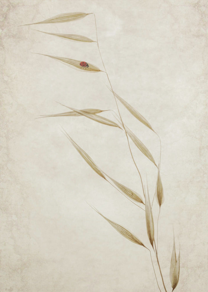 The Tenant | Canvas