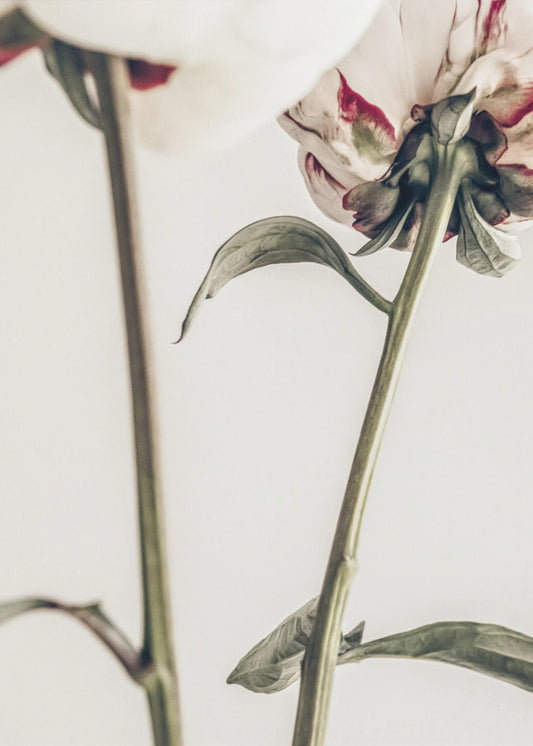 Peony 01 | Poster