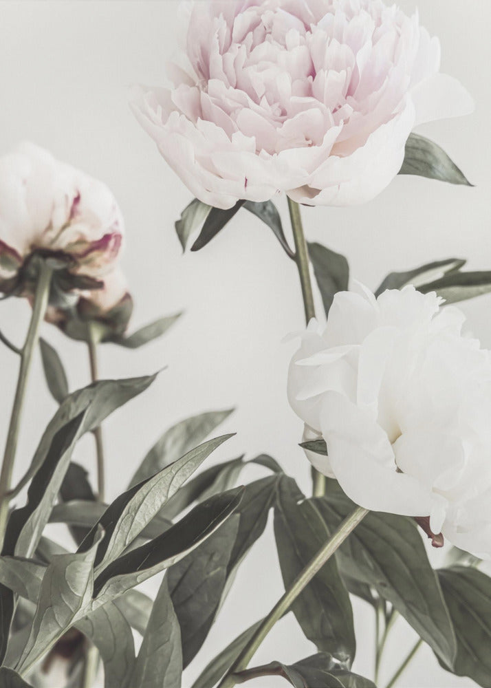 Peony 04 | Canvas